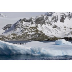 South Georgia Island Gentoo penguins on iceberg