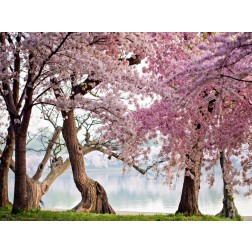 A row of cherry trees bloom at sunrise on the edge of the tidal basin. Washington- USA