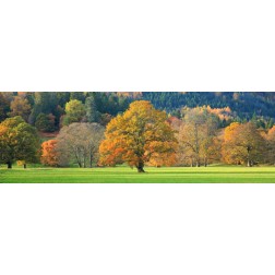 Mixed trees in autumn colour Scotland
