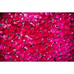 Pink Petals II
