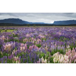 New Zealand, South Island Blooming lupine