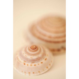Sea Shells V