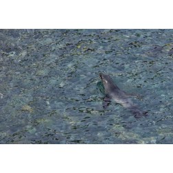 South Georgia Island Southern fur seal swimming