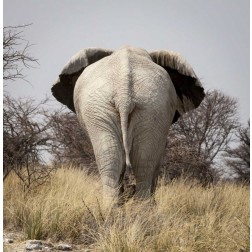 Namibia, Etosha NP, Okerfontein Elephant