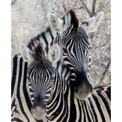 Namibia, Etosha NP Portrait of two zebras