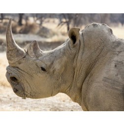 Namibia, Windhoek Rhinoceros in profile