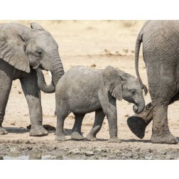 Namibia, Etosha NP Baby elephant walking