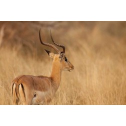 Namibia, Caprivi Strip Impala in tall grass