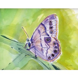 Watercolor Butterfly IV