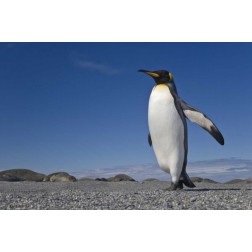 South Georgia Isl, St Andrews Bay King penguin