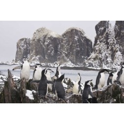 South Georgia Isl, Cooper Bay Chinstrap penguins