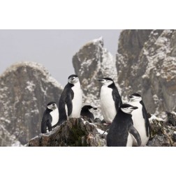 South Georgia Isl, Cooper Bay Chinstrap penguins