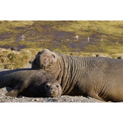 South Georgia Isl Bull elephant seal with harem