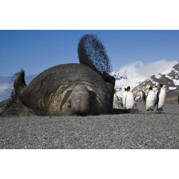 South Georgia Isl Bull elephant seal throws sand