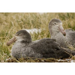 South Georgia Is Northern giant petrels in grass