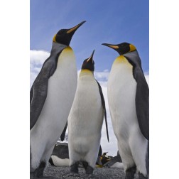 South Georgia Island Three king penguins