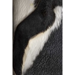 South Georgia Island Gentoo penguin flipper