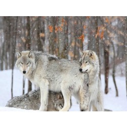 Three grey wolves huddle together during a Quebec snowstorm