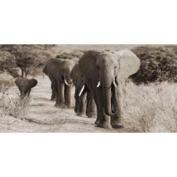 Herd of African Elephants- Kenya