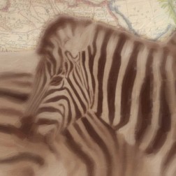 Zebra Travels