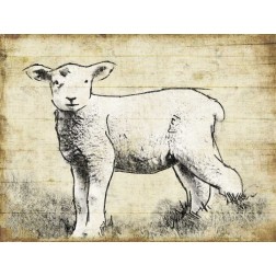 Vintage Lamb Sketch