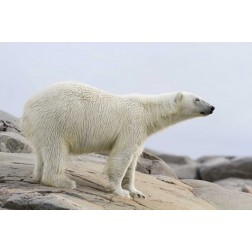 Norway, Svalbard Polar bear standing