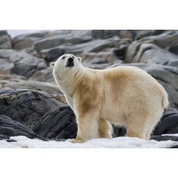 Norway, Svalbard Polar bear on snow