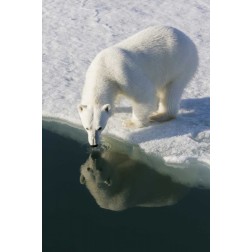 Norway, Svalbard Polar bear reflected in water