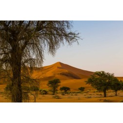 Namibia, Namib-Naukluft NP Trees and sand dune