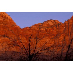 UT, Zion NP Silhouette of barren tree at sunset