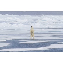 Norway, Svalbard Polar bear on sea ice