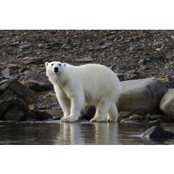Norway, Svalbard Polar bear next to water