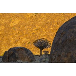 South Africa Quiver trees and boulders