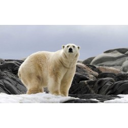 Norway, Svalbard Polar bear on snow