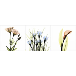 Multi-color Floral Tryp Tych I