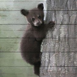 Bear Cub 2