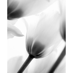 Black and White Tulip 2
