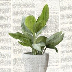 Potted Print 1