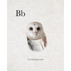 B Barn Owl