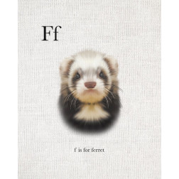 F is for Ferret