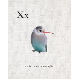 X is for Xantas Hummingbird