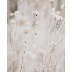 White Dried Wildflowers