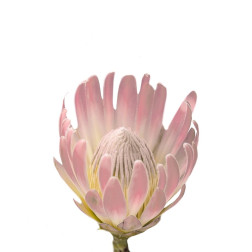 Blush Protea