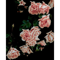 Dark Blush Roses