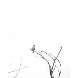 Bleached Branch and Bird