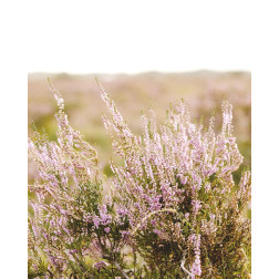 Bleached Lavender Fields