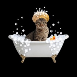 Fun Kitty Bath 4