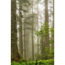 North Coast Redwoods