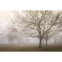 Trees in Fog 1