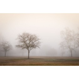 Trees in Fog 2